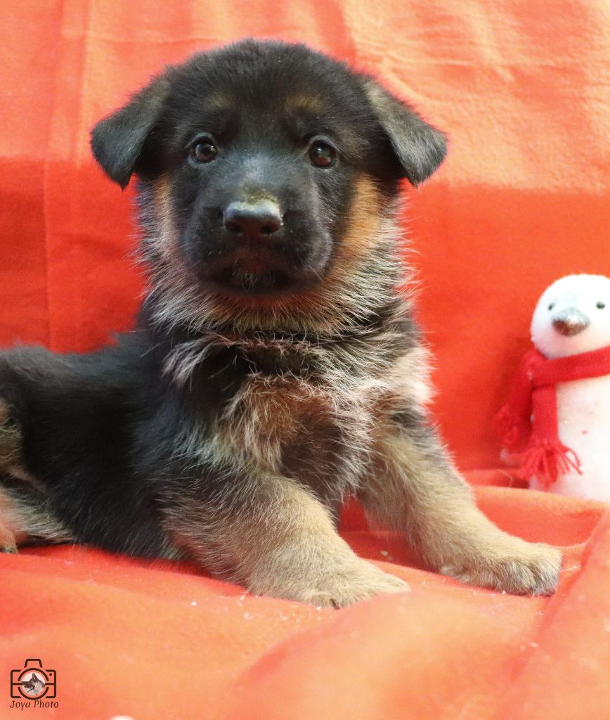 Du Buisson Chardin - Chiot disponible  - Berger Allemand