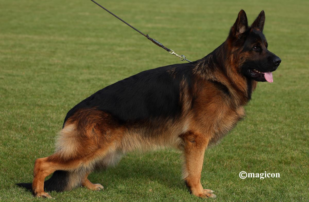 Balzac vom holtkamper hof