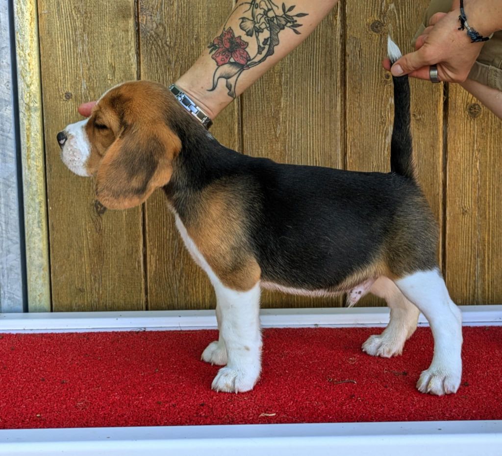 Disponible à la réservation- Superbe mâle Beagle 