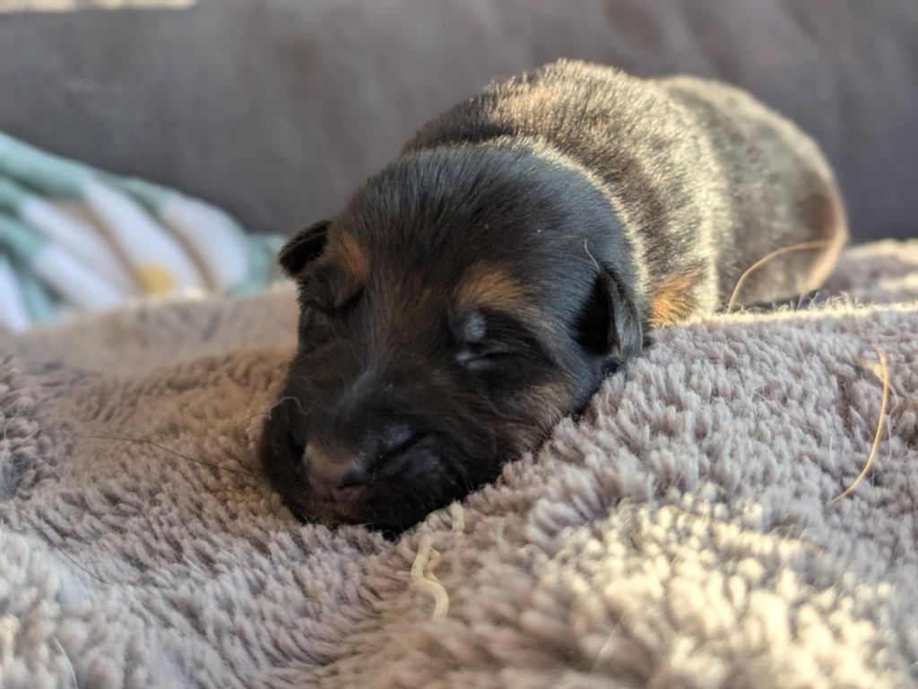Du Buisson Chardin - Chiots disponibles - Berger Allemand