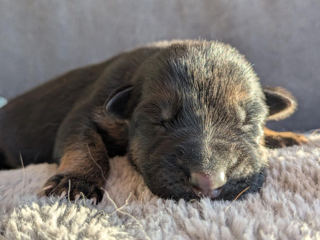 Du Buisson Chardin - Chiots disponibles - Berger Allemand