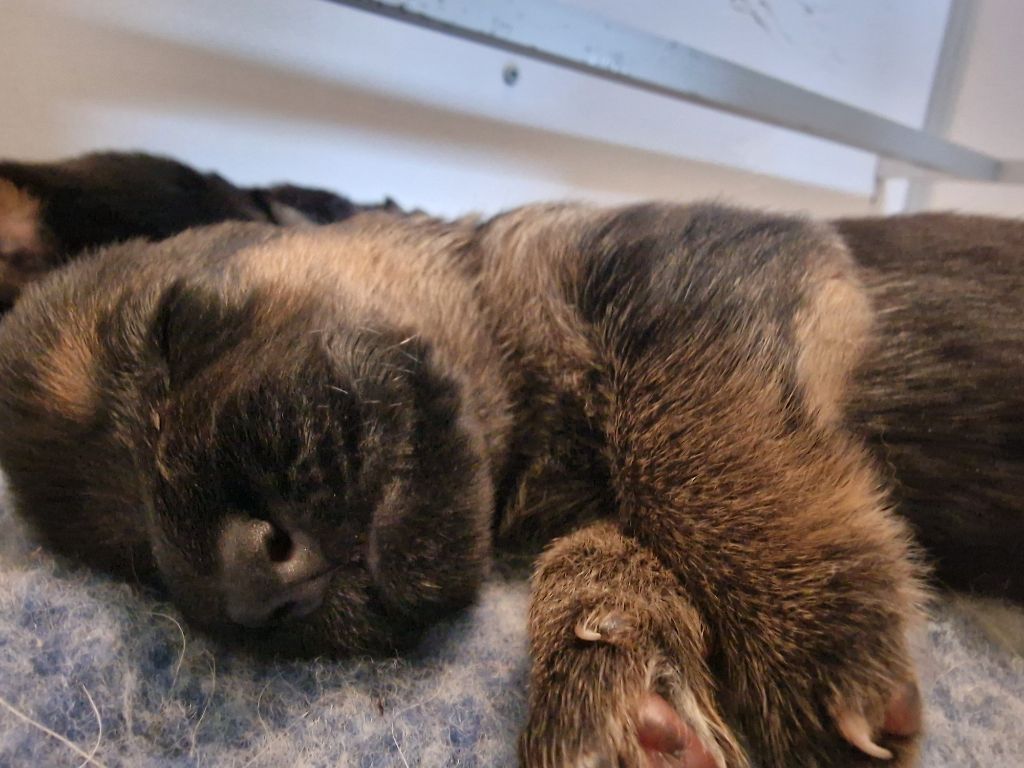 Du Buisson Chardin - Chiots disponibles - Berger Allemand