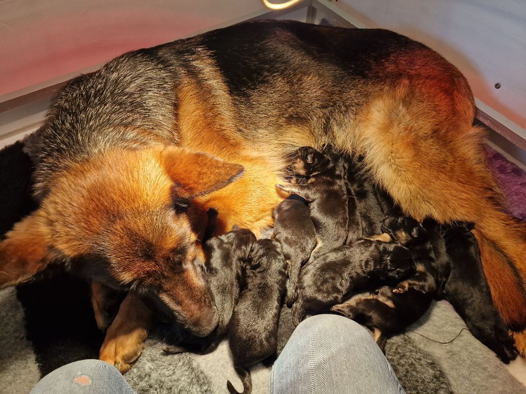 Du Buisson Chardin - Chiots disponibles - Berger Allemand