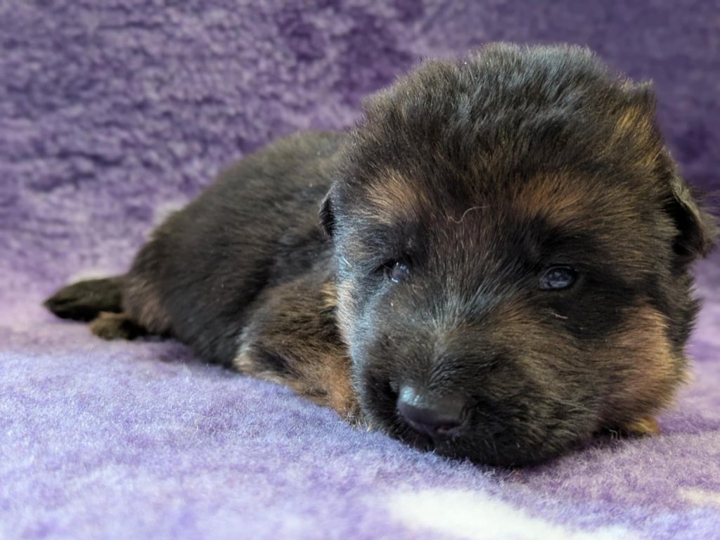 Du Buisson Chardin - Chiots disponibles - Berger Allemand