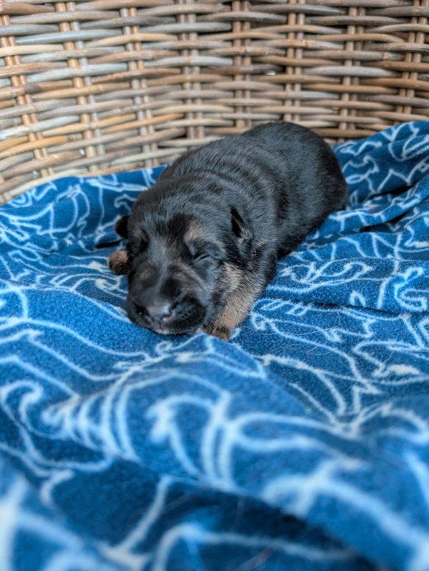 Du Buisson Chardin - Chiots disponibles - Berger Allemand