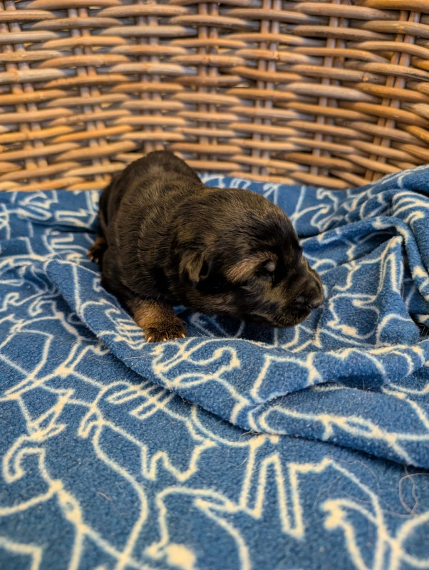 Du Buisson Chardin - Chiots disponibles - Berger Allemand