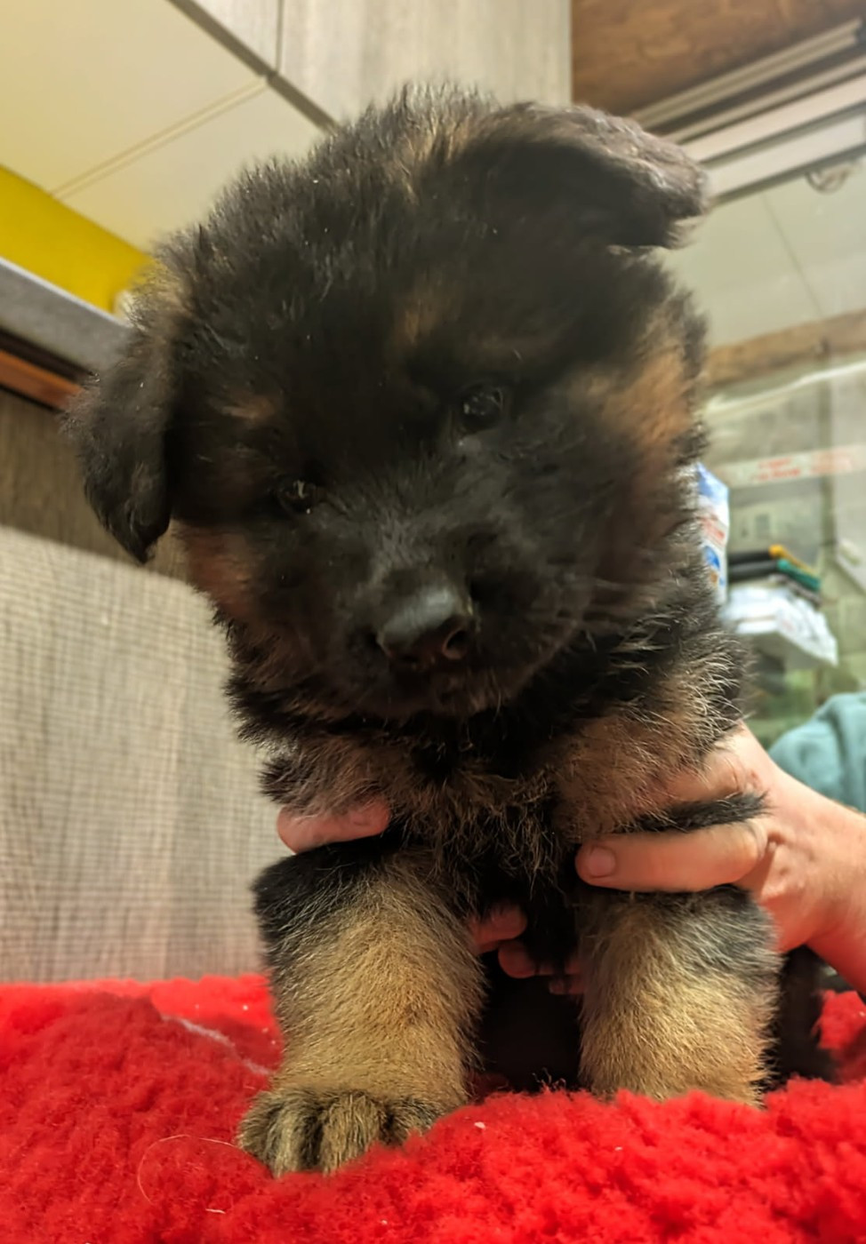 Du Buisson Chardin - Chiots disponibles - Berger Allemand Poil Long