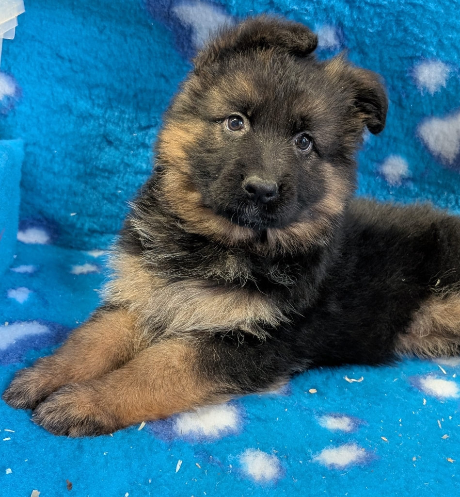 Du Buisson Chardin - Chiots disponibles - Berger Allemand Poil Long