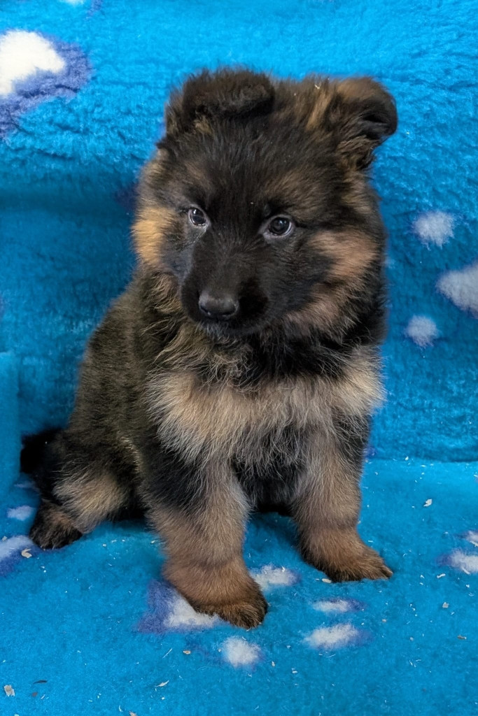 Du Buisson Chardin - Chiots disponibles - Berger Allemand Poil Long