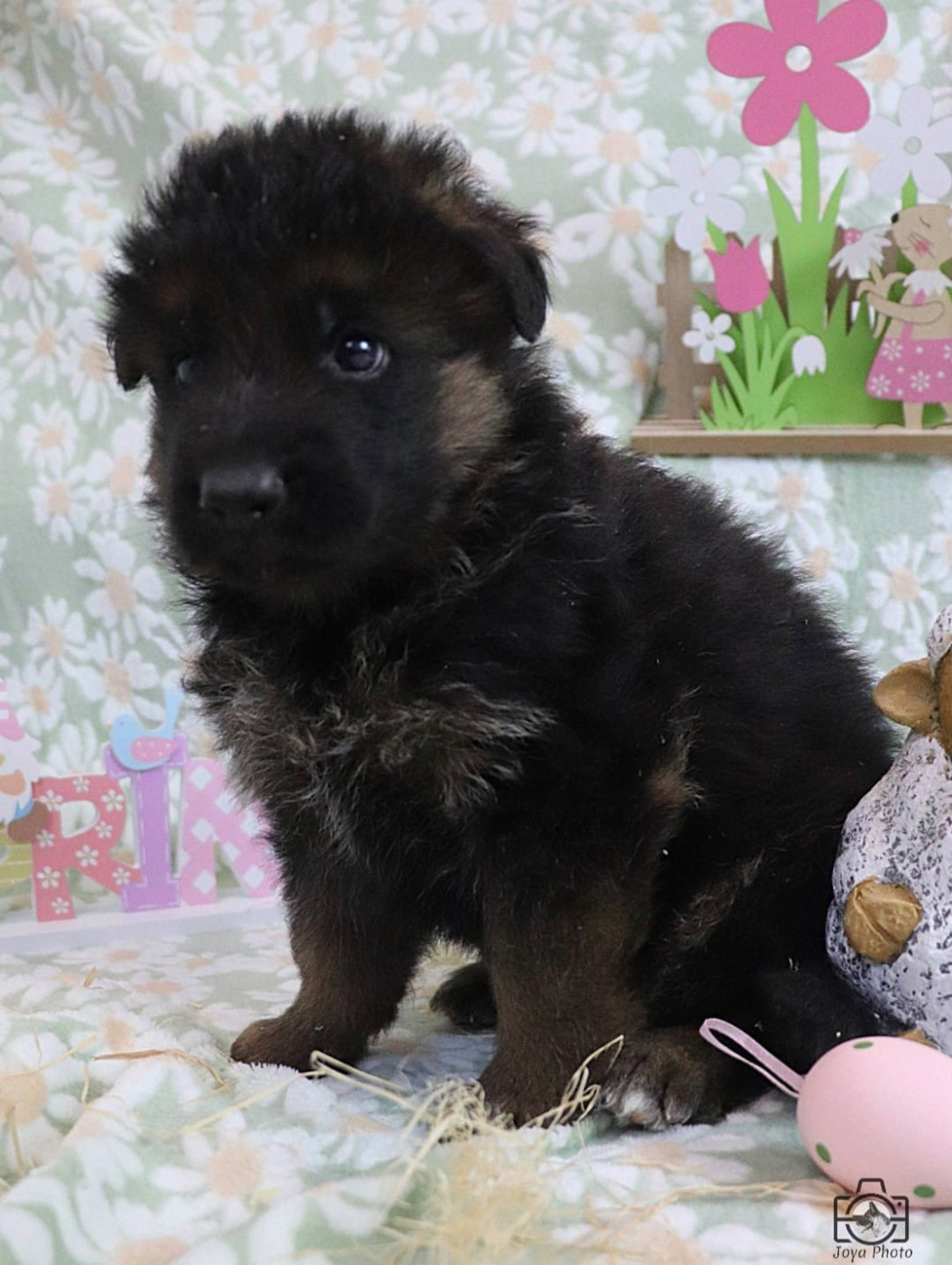 Du Buisson Chardin - Chiots disponibles - Berger Allemand