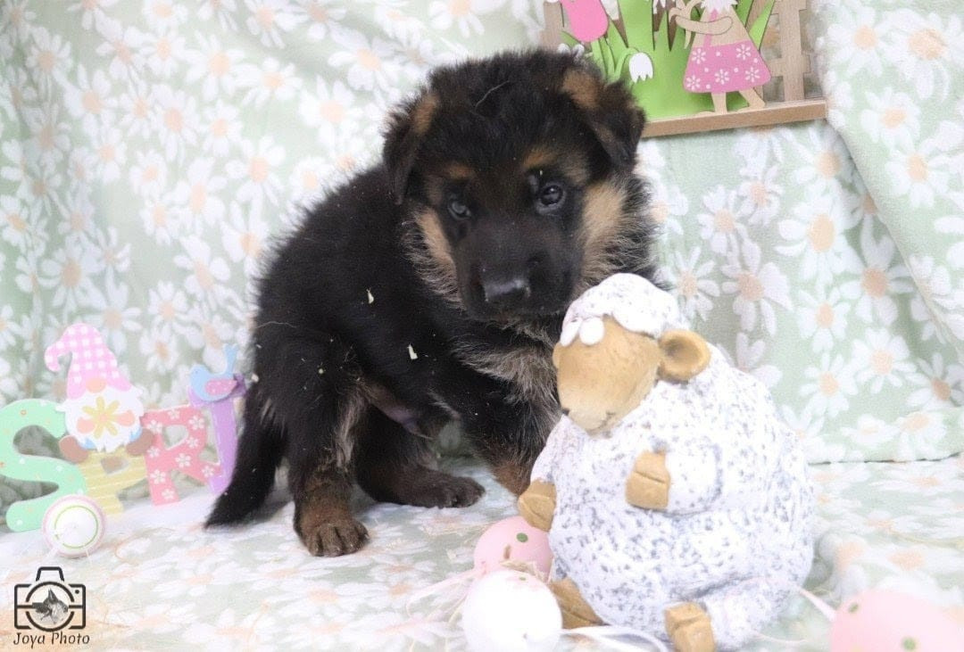 Du Buisson Chardin - Chiots disponibles - Berger Allemand