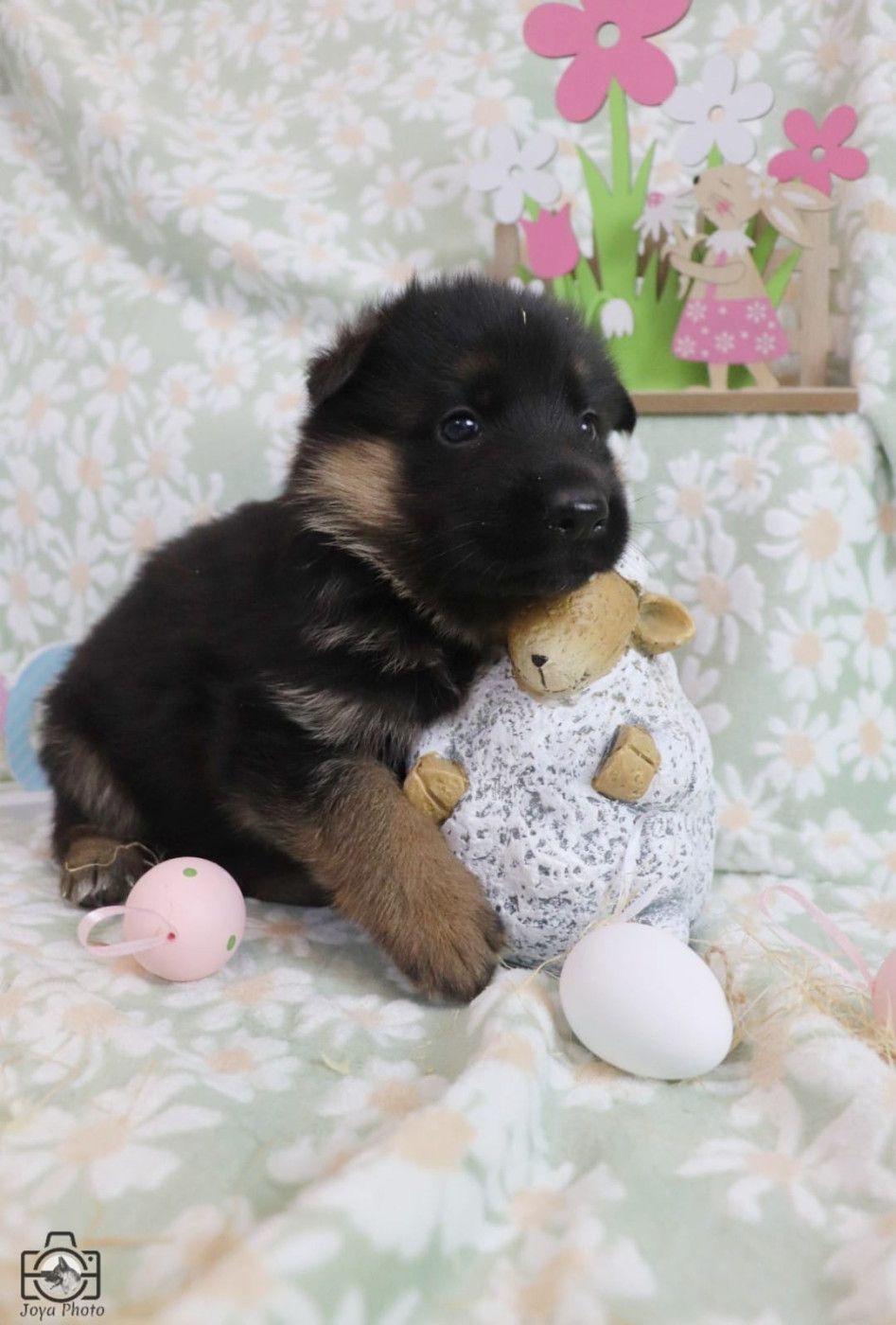 Du Buisson Chardin - Chiots disponibles - Berger Allemand