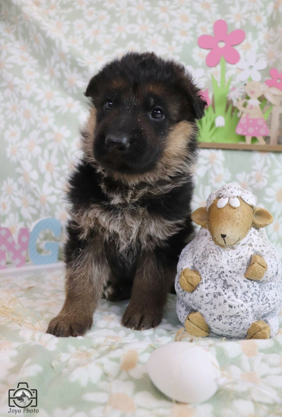 Du Buisson Chardin - Chiots disponibles - Berger Allemand