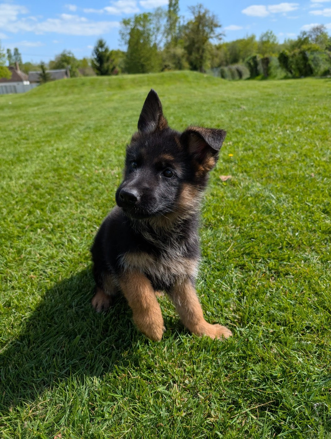 Du Buisson Chardin - Chiots disponibles - Berger Allemand