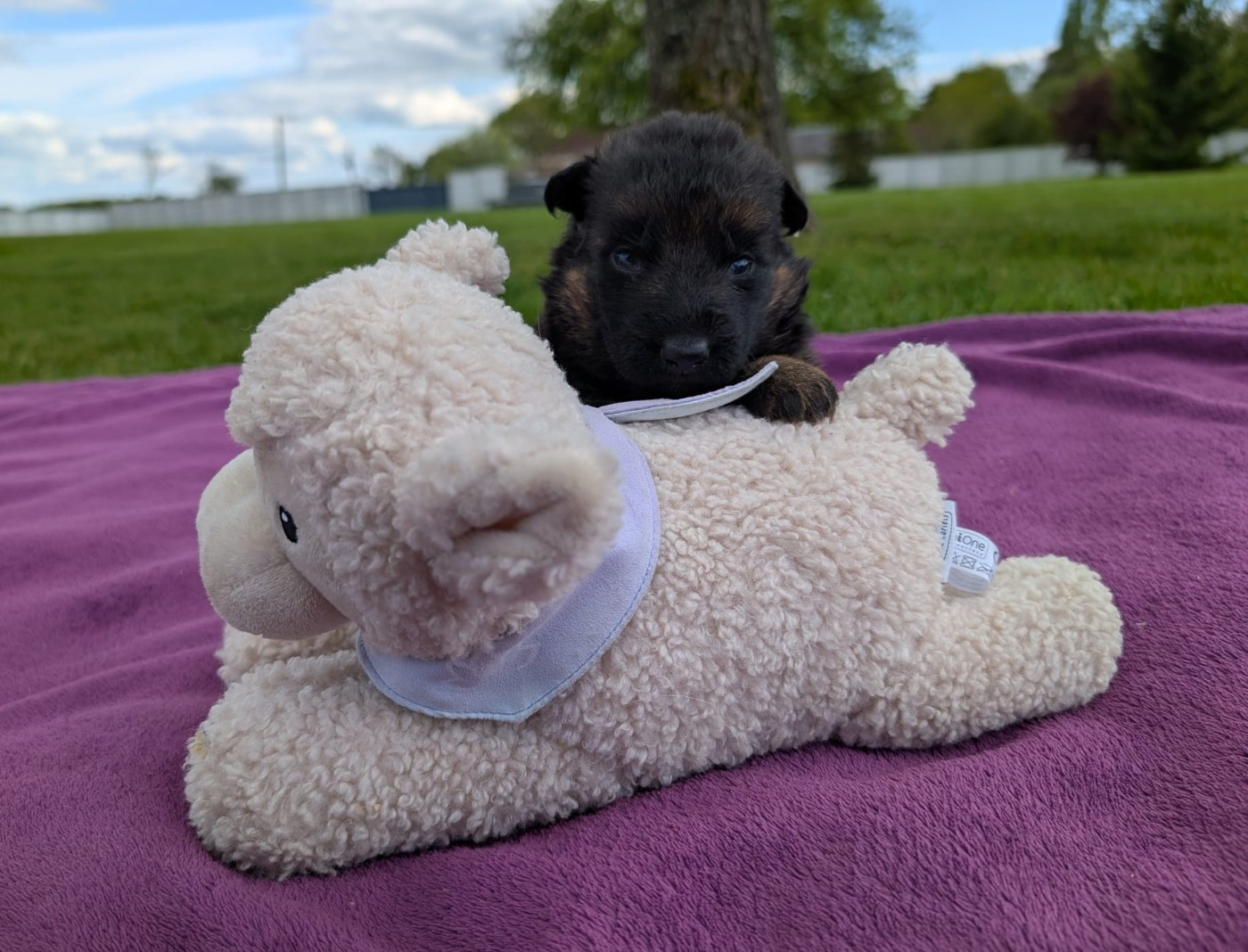 Du Buisson Chardin - Chiots disponibles - Berger Allemand