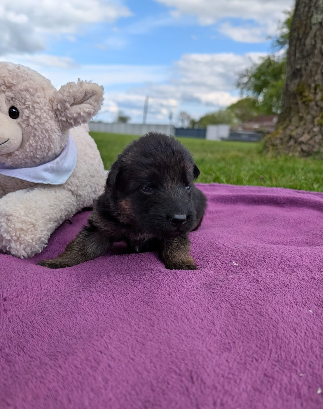 Du Buisson Chardin - Chiots disponibles - Berger Allemand