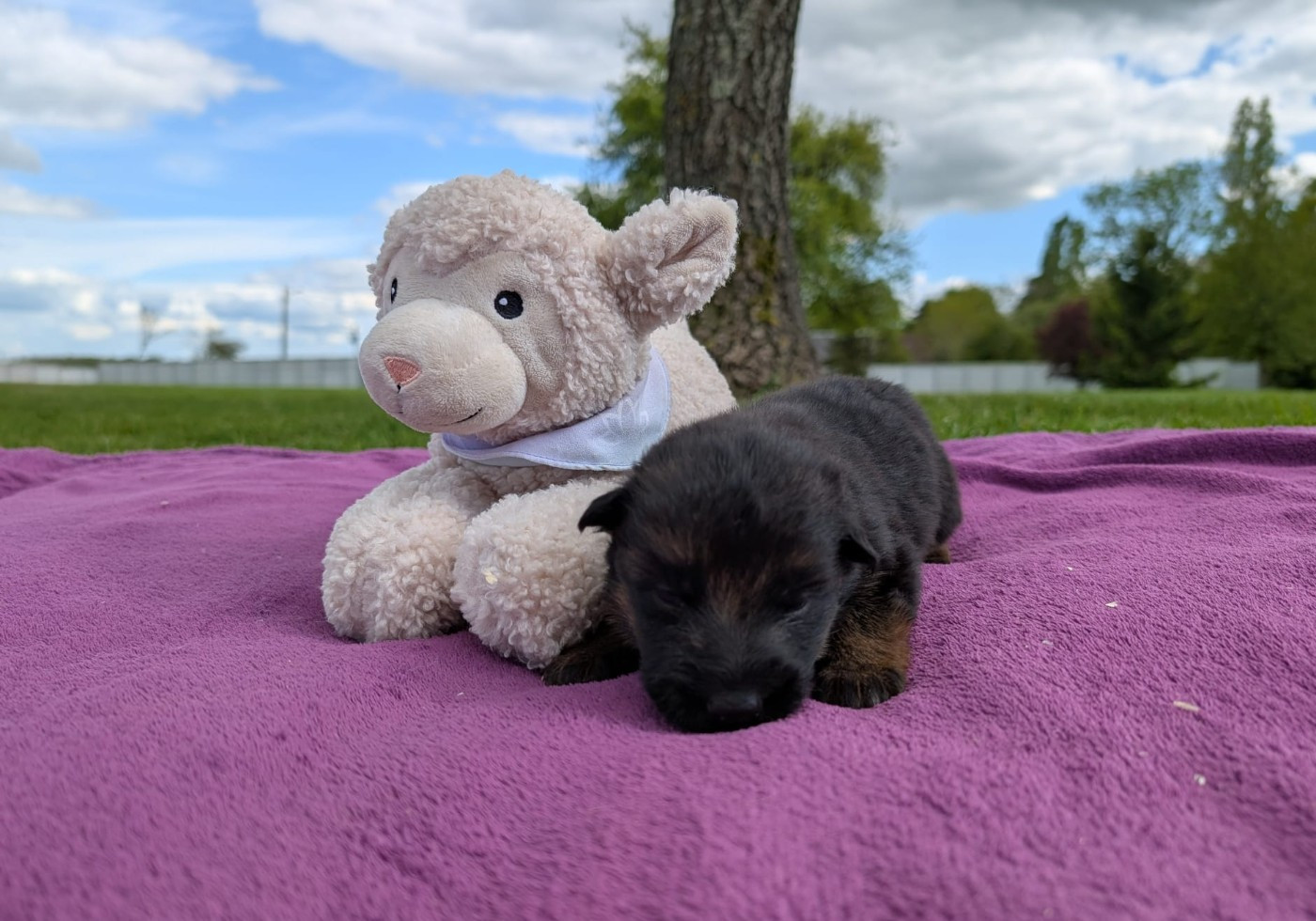 Du Buisson Chardin - Chiots disponibles - Berger Allemand