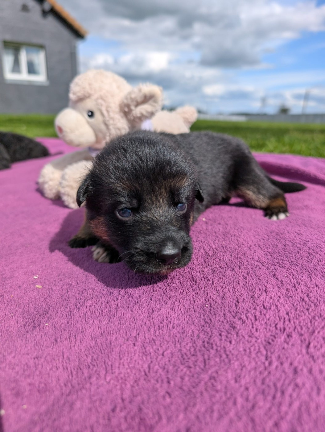 Du Buisson Chardin - Chiots disponibles - Berger Allemand