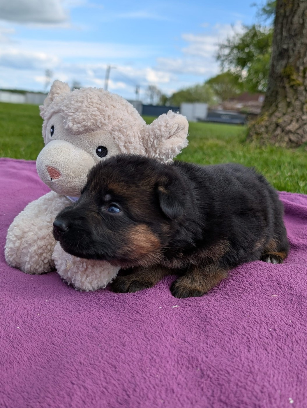 Du Buisson Chardin - Chiots disponibles - Berger Allemand