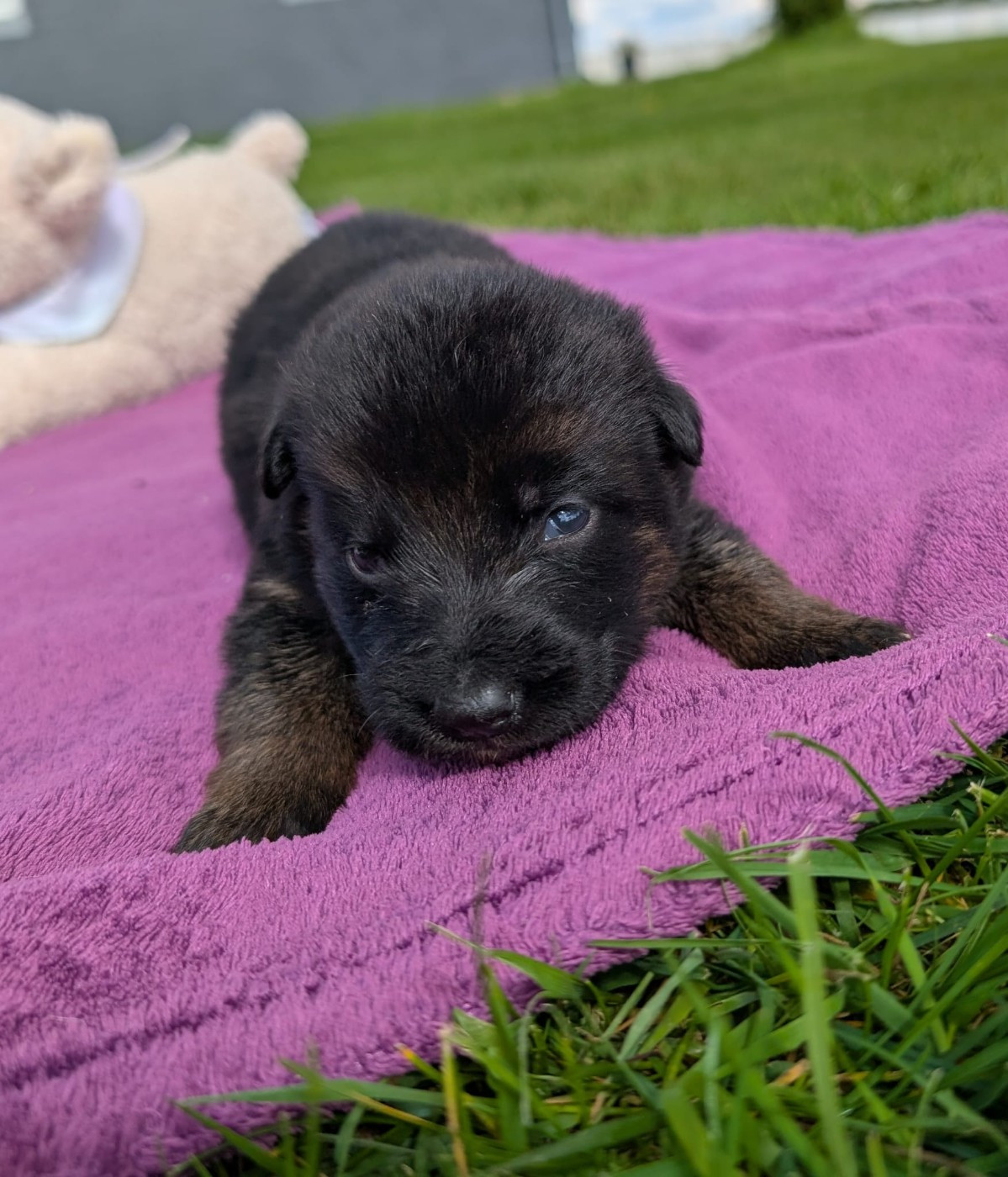 Du Buisson Chardin - Chiots disponibles - Berger Allemand