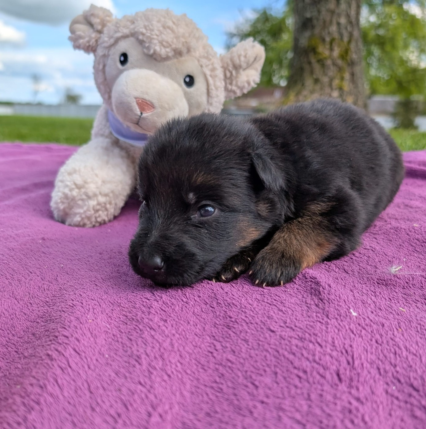 Du Buisson Chardin - Chiots disponibles - Berger Allemand