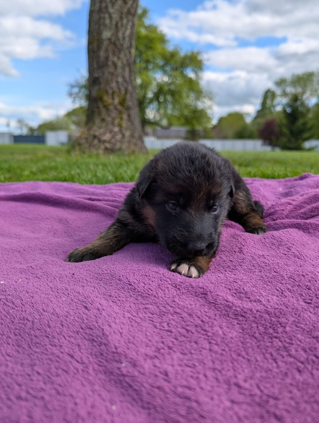 Du Buisson Chardin - Chiots disponibles - Berger Allemand