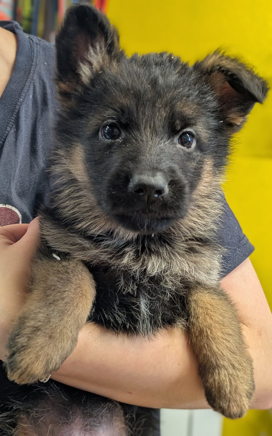 Du Buisson Chardin - Chiots disponibles - Berger Allemand