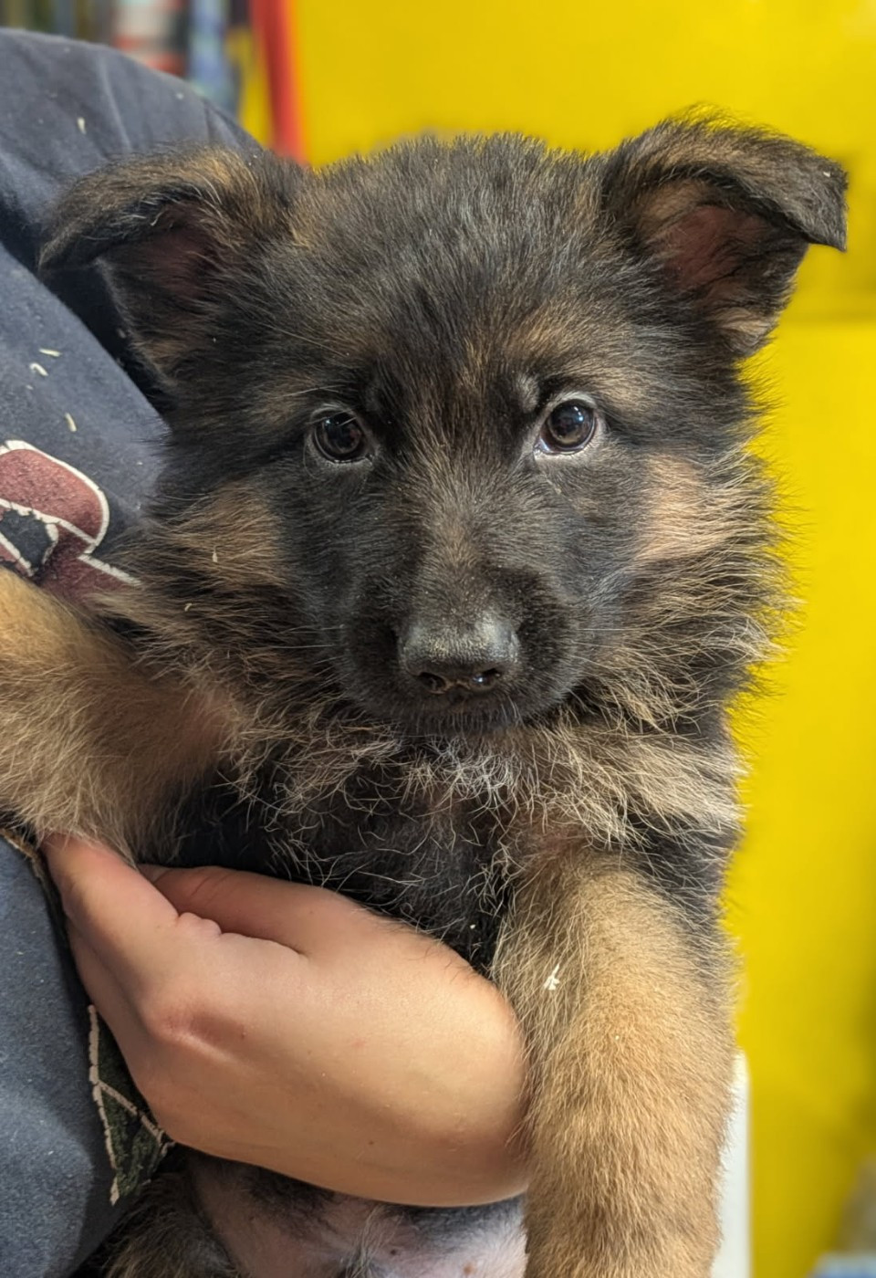 Du Buisson Chardin - Chiots disponibles - Berger Allemand