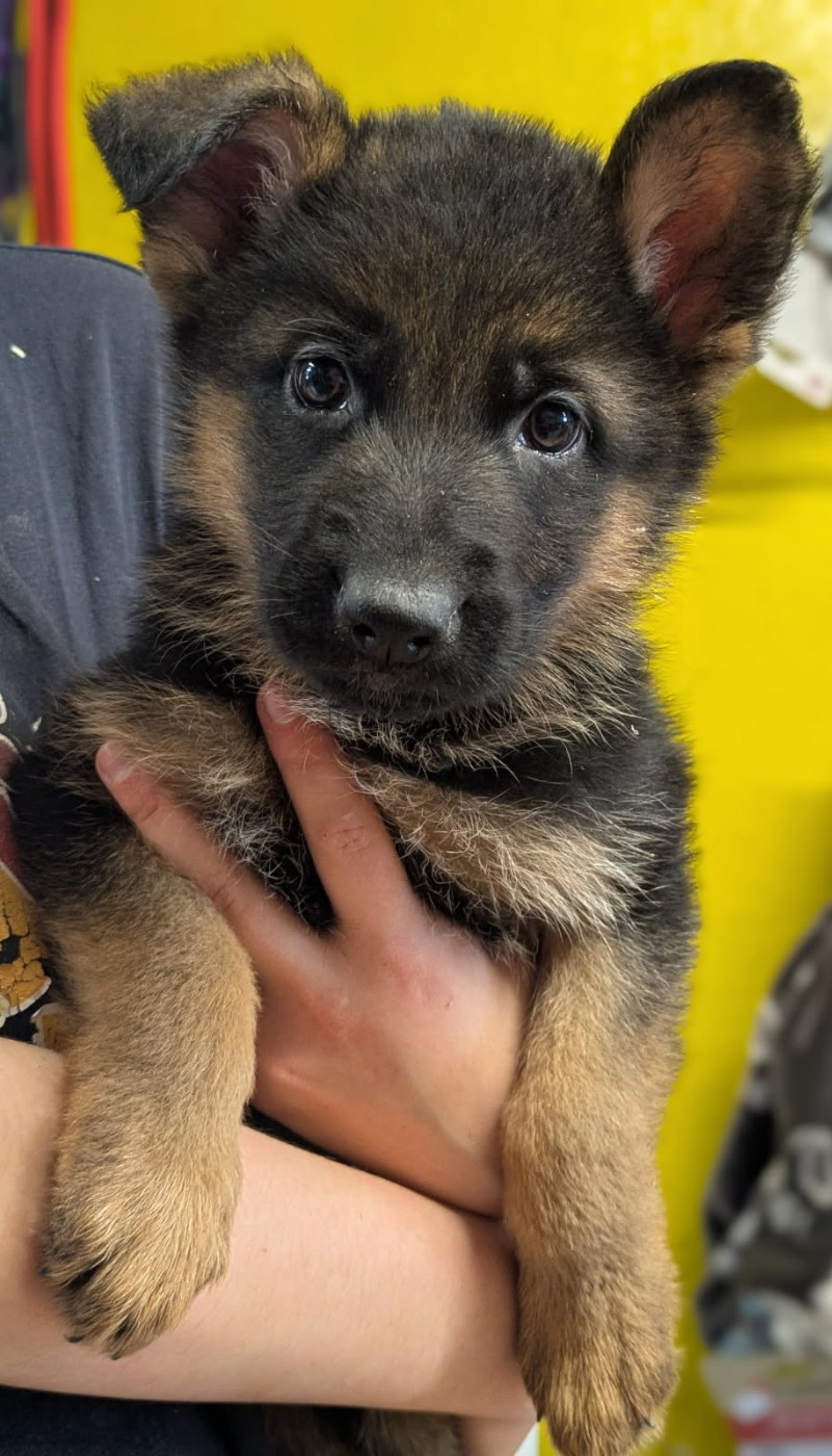 Du Buisson Chardin - Chiots disponibles - Berger Allemand