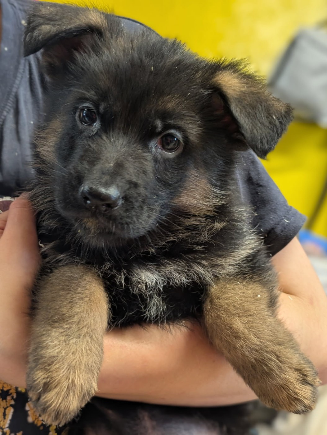 Du Buisson Chardin - Chiots disponibles - Berger Allemand
