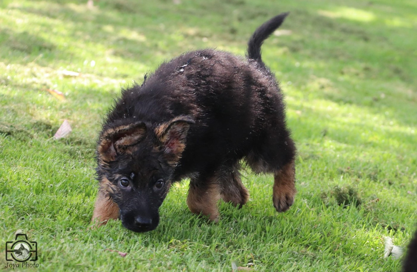 Du Buisson Chardin - Chiots disponibles - Berger Allemand