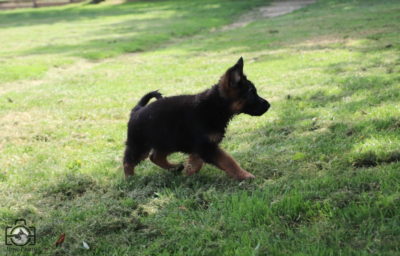 Du Buisson Chardin - Chiots disponibles - Berger Allemand