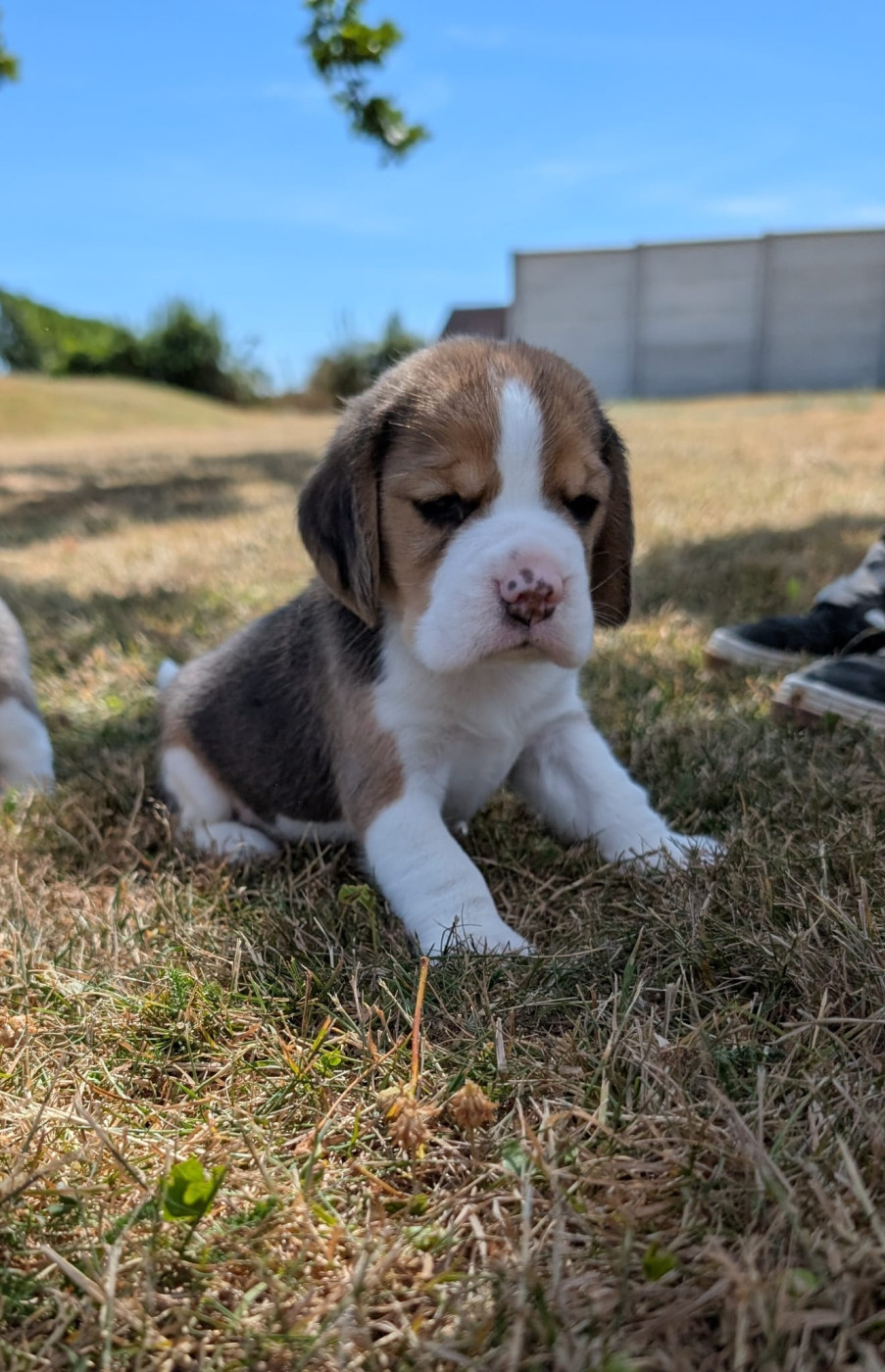 Du Buisson Chardin - Chiots disponibles - Beagle