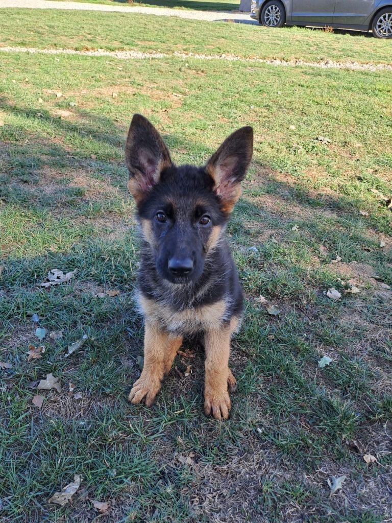 Du Buisson Chardin - Chiots disponibles - Berger Allemand
