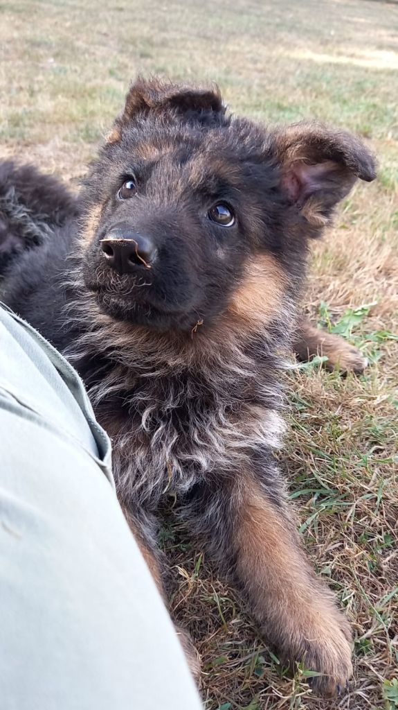 Du Buisson Chardin - Chiots disponibles - Berger Allemand