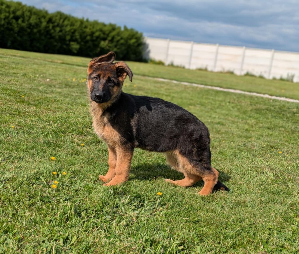 Du Buisson Chardin - Chiots disponibles - Berger Allemand