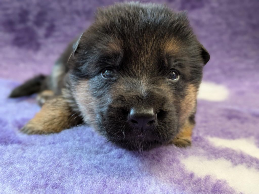 Du Buisson Chardin - Chiots disponibles - Berger Allemand