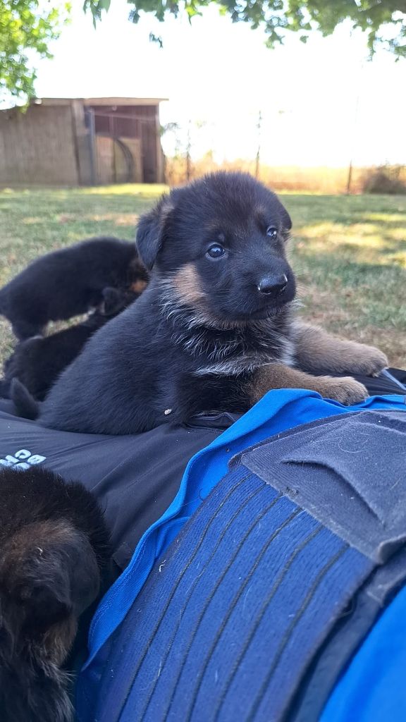 Du Buisson Chardin - Chiots disponibles - Berger Allemand