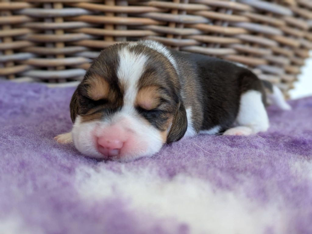 Du Buisson Chardin - Chiots disponibles - Beagle