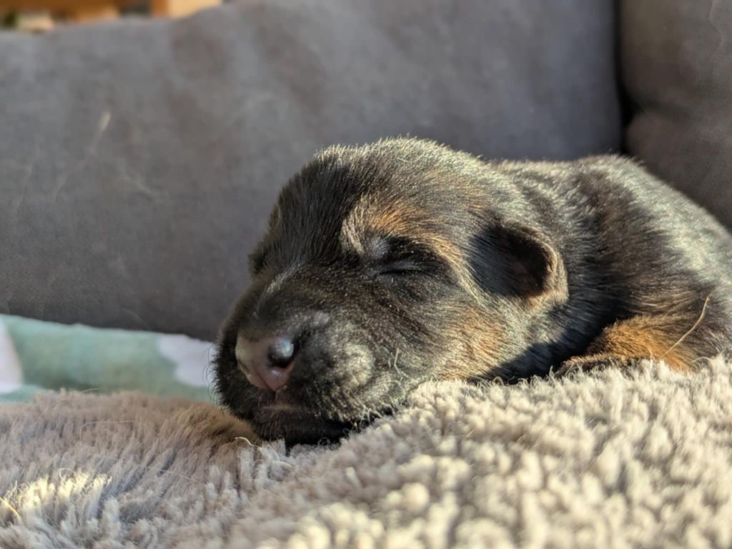 Du Buisson Chardin - Chiots disponibles - Berger Allemand