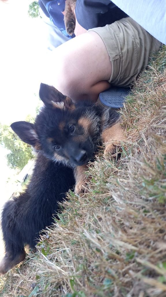 Du Buisson Chardin - Chiots disponibles - Berger Allemand