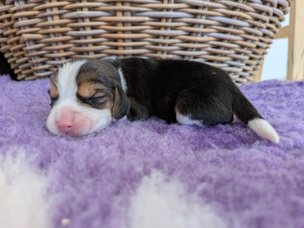 Du Buisson Chardin - Chiots disponibles - Beagle