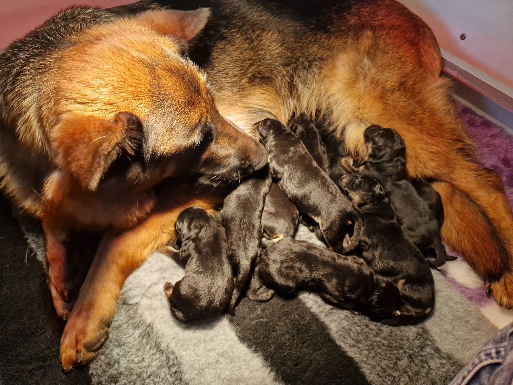 Du Buisson Chardin - Chiots disponibles - Berger Allemand