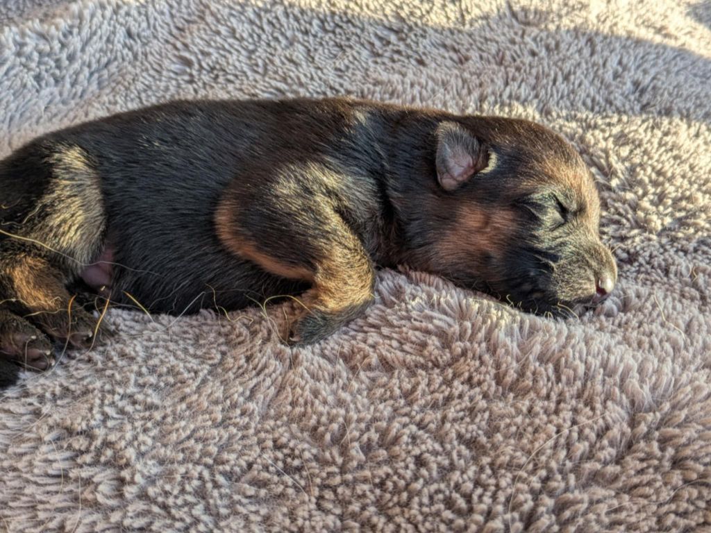 Du Buisson Chardin - Chiots disponibles - Berger Allemand