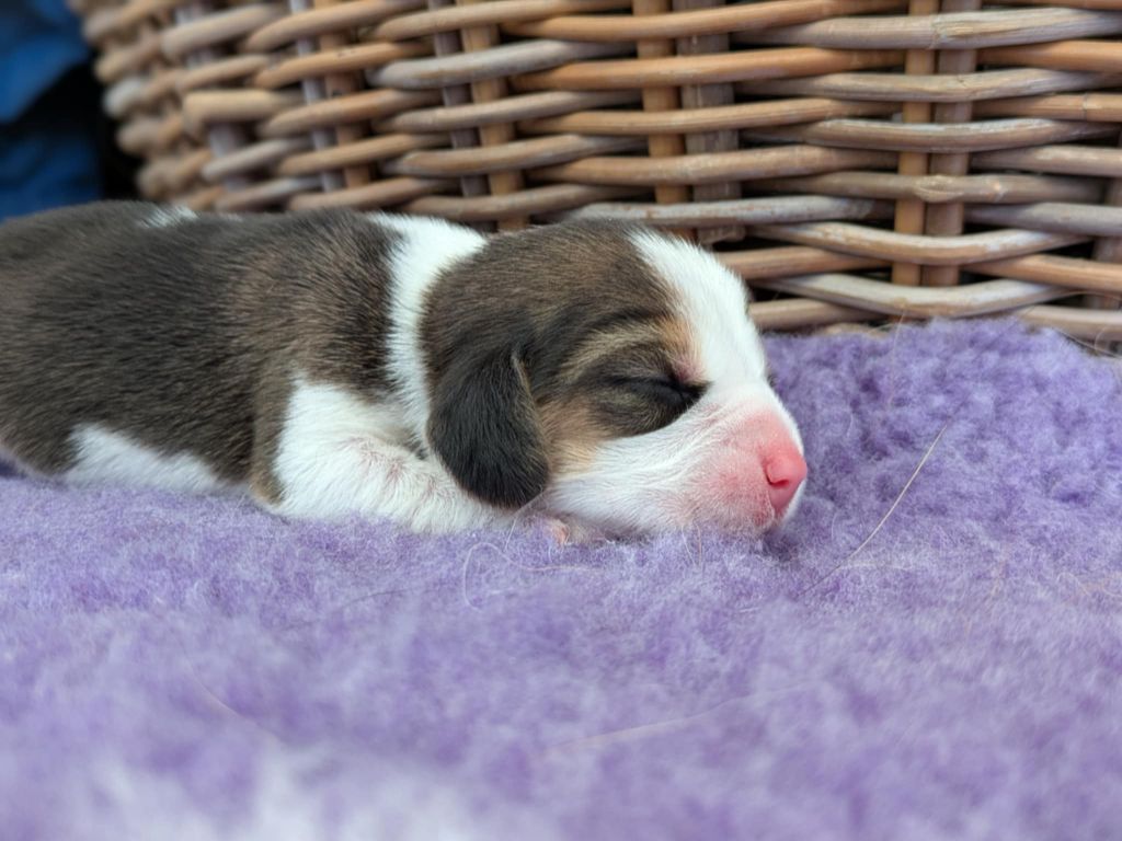 Du Buisson Chardin - Chiots disponibles - Beagle