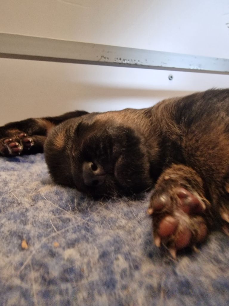 Du Buisson Chardin - Chiots disponibles - Berger Allemand