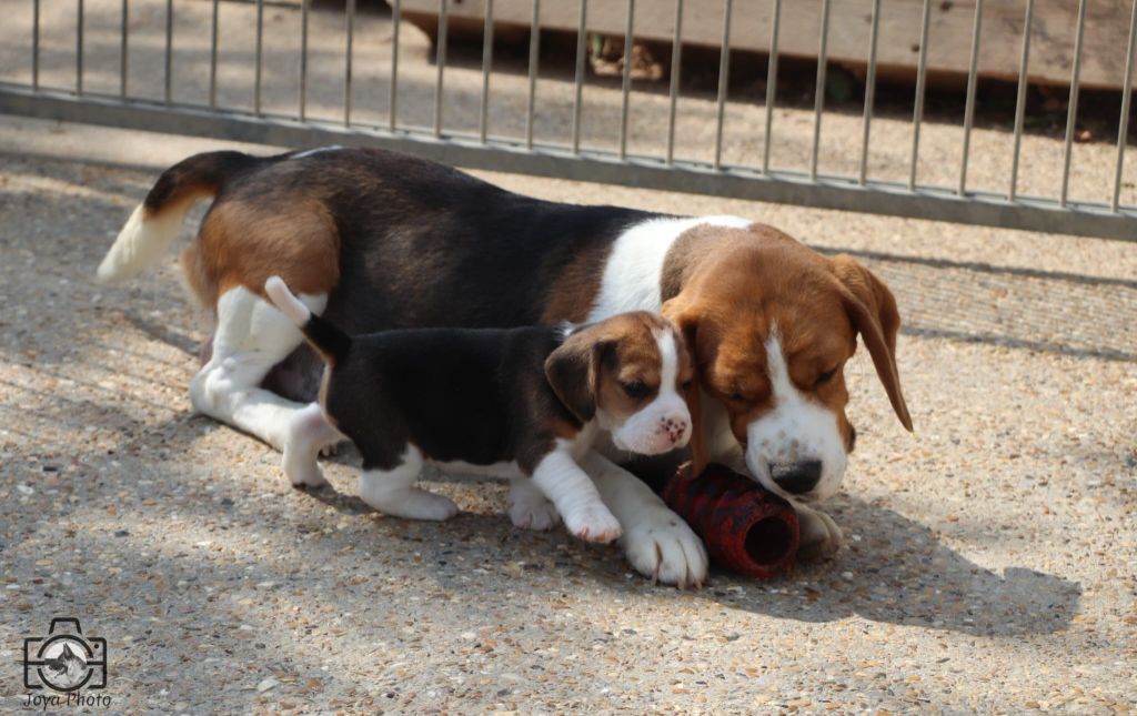 Chiot Beagle Du Buisson Chardin