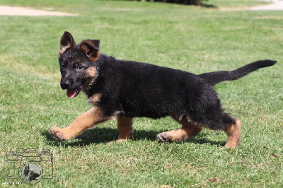 CHIOT 4