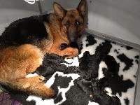 CHIOT