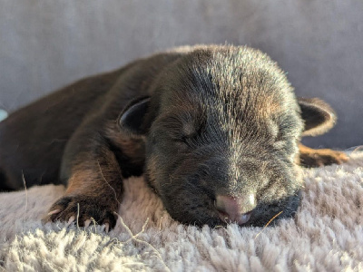 CHIOT 8